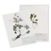 Herbarium Specimen Sheet Protector Pkg 25 - expmshop